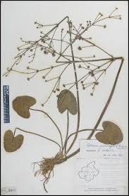 Image result for Caldesia parnassifolia