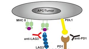 Image result for Immune Checkpoint Inhibitor