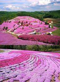 Shibazakura Hokkaido Japan Beautiful Places Japan Travel Places To See