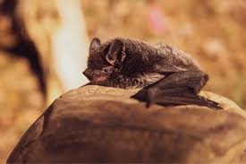 Descubra como espantar morcegos do telhado de casa - Curta Mais - Goiânia