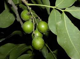 Image result for Melicoccus