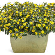 Image result for sanvitalia combine in pots