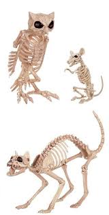 Prepare Spooky Pranks On Halloween With Life Sized Animal Skeletons Animal Skeletons Spooky Halloween Decorations Skeleton Decorations