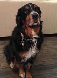 Black Bernese Mountain Dog Poodle Mix Adopted Grizzly Bernese Mountain Dog Golden Retriever Mix Dog London Ontario Retriever Mix Golden Retriever Mix Dogs Golden Retriever