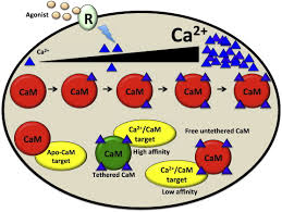 Mila luchó hasta el último momento, por su hija y los suyos. The Many Faces Of Calmodulin In Cell Proliferation Programmed Cell Death Autophagy And Cancer Sciencedirect