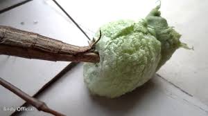 Inside the egg case there can be up to two hundred young nymphs born depending on the species.these egg cases can be bought online through garden supply stores and on ebay. Praying Mantis Eggs Praying Mantis Laying Eggs Case Sac Youtube