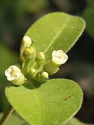 Image result for Rauvolfia mannii
