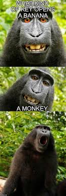 Pin On Funny Monkeys