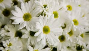 Check spelling or type a new query. What Does It Mean To Dream About White Flowers What Dream Means