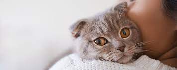 Check spelling or type a new query. Cat Cremation Dignity Pet Crematorium