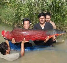 Ikan predator sangat lahap makan ikan lele karena banyak mengandung protein, yuk lihat sensasi saat di kasih makan lele untuk. Pemerintah Larang Warga Pelihara Ikan Jenis Predator