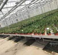 Moveable tables for plant nursery Company