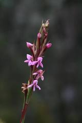 Image result for Disa zombica