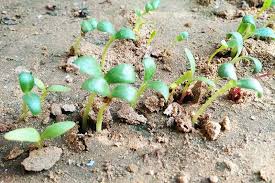 However, these uses have not been proven with research. How To Grow Fenugreek Gardener S Path