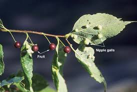 Image result for Celtis