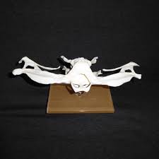 Dinosaur skull replicas (42) dinosaur teeth or tooth (23) la brea tar pits (17) fish and shark skulls (29) homo sapien pathological skulls (31) mammal skull replicas (582) anteater skull replicas (15) armadillo skulls and skeletons (10) bat skull replicas (5) bear skulls and skeletons (43) bison skull replicas (7) camel skulls and skeletons (10. Smooth Hammerhead Shark Skull Skeletons And Skulls Superstore