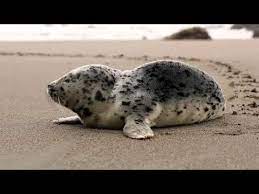 meditation funny seals meditation youtube beach