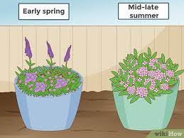 How To Prune A Butterfly Bush 5 Steps With Pictures Wikihow