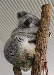 How much does a cat cost? Forget Socks Adopt A Koala For Christmas Reuters