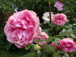 Rosa Rosen Im Garten Garten Rosa Rose Rosen