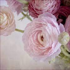 Ranunculus Renaissance Ranunculus Flowers Picking Flowers