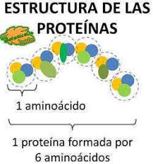 Resultado de imagen para PROTEINAS