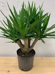 Image result for yucca gigantea en casa