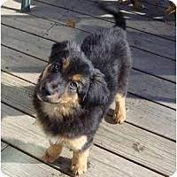 Borador dog for adoption in denver co adn638530 on. Denver Co Border Collie Meet C Pups A Pet For Adoption