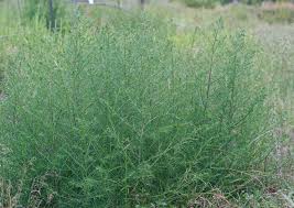 Image result for Salsola kali