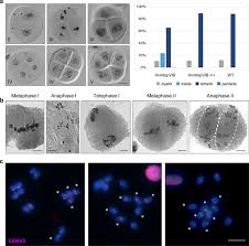 Image result for Meiosperma debile