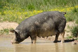 Image result for pig