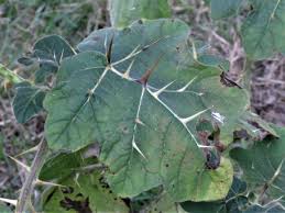 Image result for Solanum viarum