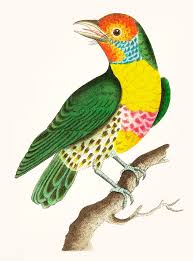 Download Premium Vector Of Vintage Illustration Of Green Barbet 404140 Vintage Illustration Illustration Vintage Bird Illustration