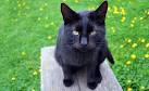 Black Cat Breeds (with Yellow Eyes, Long haired)