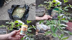 Bón Kali Cho Cây Mai – Bí Quyết Giúp Mai Ra Hoa To, Màu Đậm Và Lâu Tàn