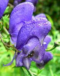Pin On Flowers Bunga