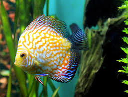 They are sometimes referred to as pompadour fish. Blauer Diskus Symphysodon Haraldi Fischlexikon