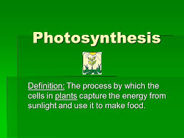 Maybe you would like to learn more about one of these? Photosynthesis Definition The Process By Which The Cells In Plants Capture The Energy From Sunlight And Use It To Make Food Ppt Download