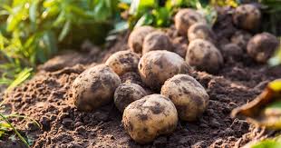 Maybe you would like to learn more about one of these? How To Plant And Grow Potatoes Gardener S Path