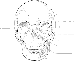 Coloring Rocks Skull Anatomy Skull Coloring Pages Pirate Coloring Pages