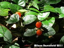 Image result for Geophila repens