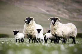 Free shipping on orders over $25 shipped by amazon. The Blackface Sheep Breeders Association