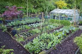Need some gardening advice or landscaping ideas? The 6 Most Cost Effective Vegetables To Grow In Your Garden