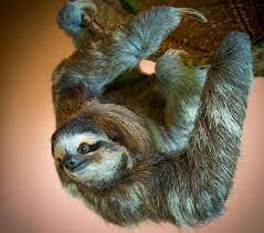 9 Reasons Sloths Shall Inherit The Earth Sloth Three Toed Sloth Animals Images