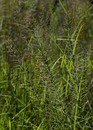 Image result for Pogonarthria