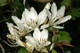 Image result for Bauhinia bowkeri