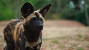The woodland creature that is the embodiment of freedom and cuteness. Close Up And Portrait Of Stock Footage Video 100 Royalty Free 19673701 Shutterstock