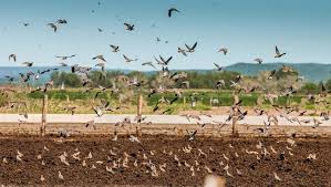 High Volume Of Doves In Cordoba Argentina You Should Be The Next One Dove Hunting Argentina Outdoor