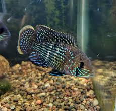 Pin On Fish