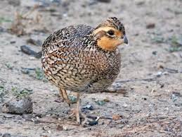 Northern Bobwhite Identification All About Birds Cornell Lab Of Ornithology Northern bobwhite quail can also be found in. northern bobwhite identification all